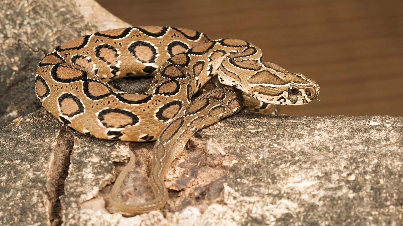 Russell’s viper