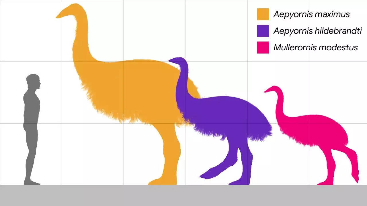 Physical characteristics of elephant bird