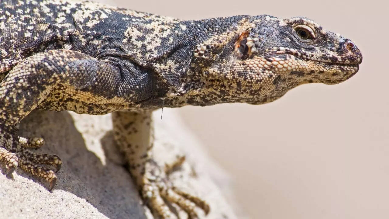 Chuckwallas and other desert lizards that sneeze salt