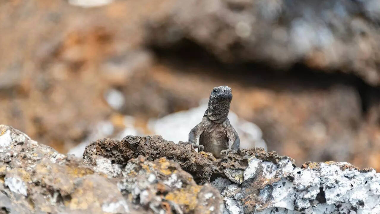 Limits of the salt sneezing adaptation in desert lizards