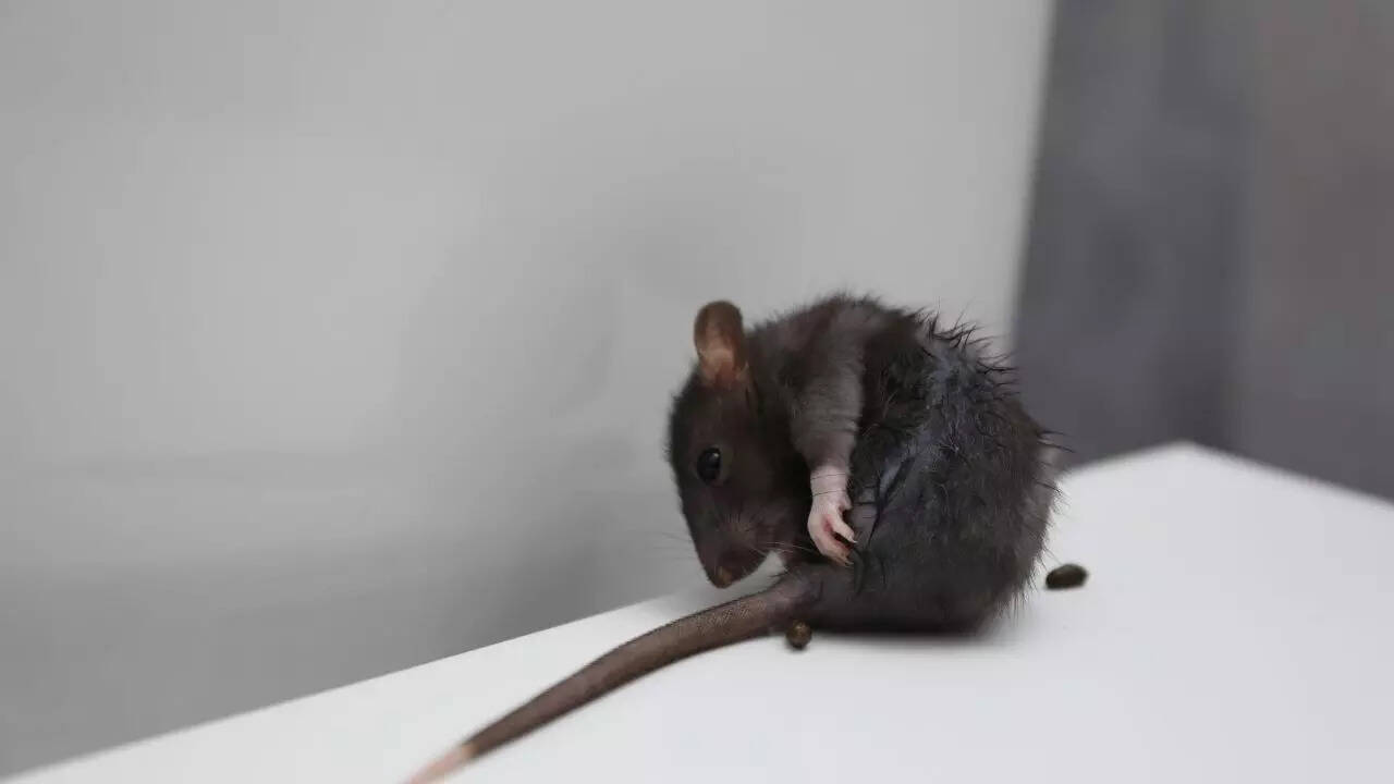 Rodent droppings