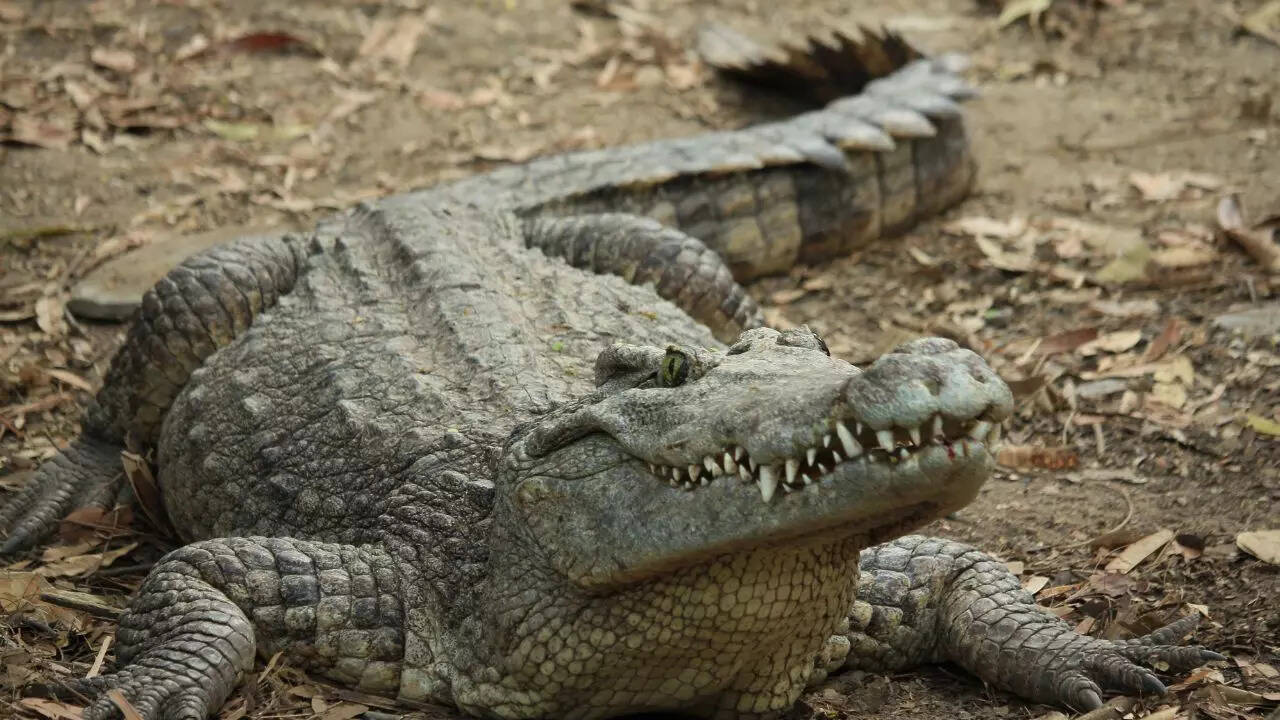 Crocodile