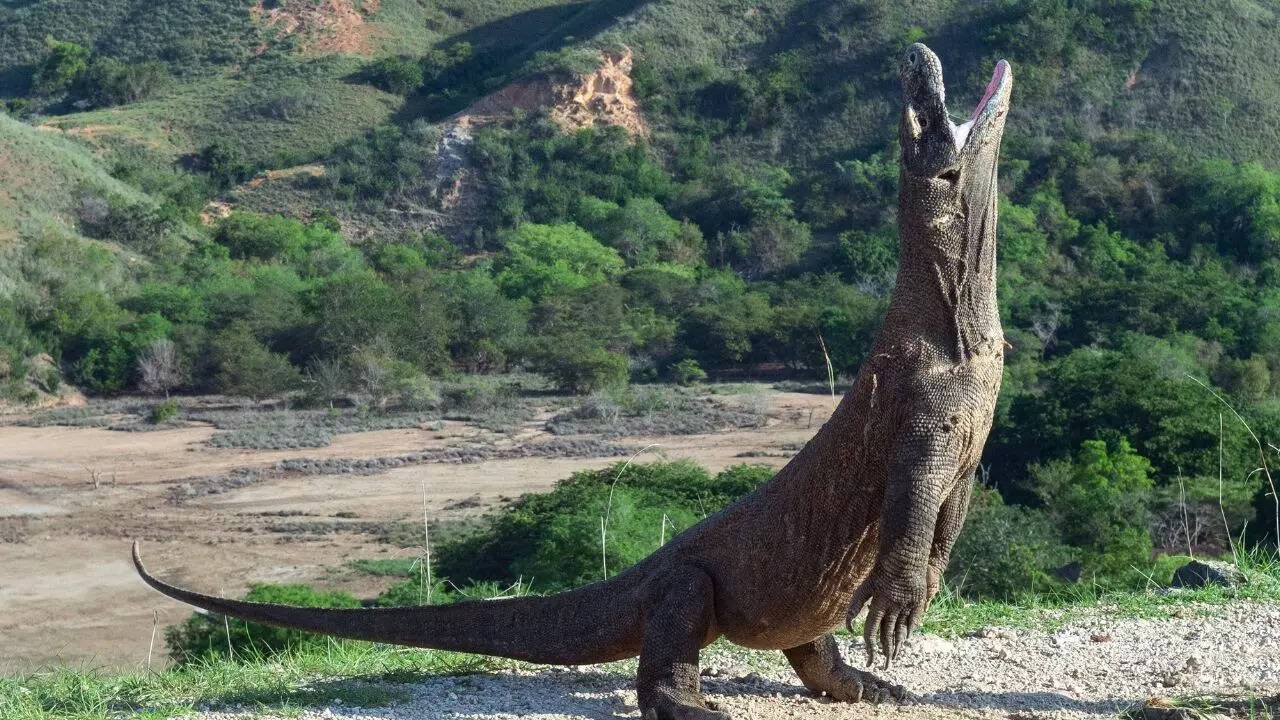 Komodo dragon