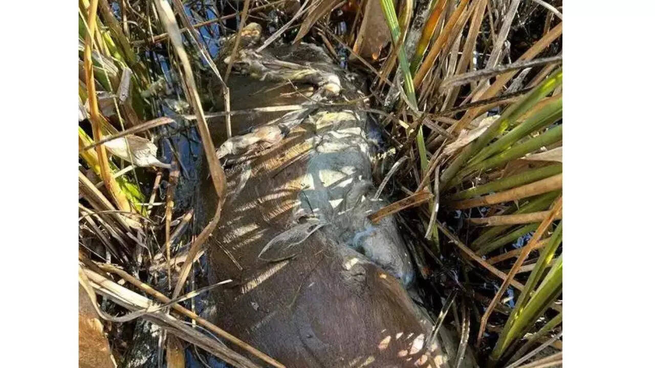 The python and its ‘deer’ meal
