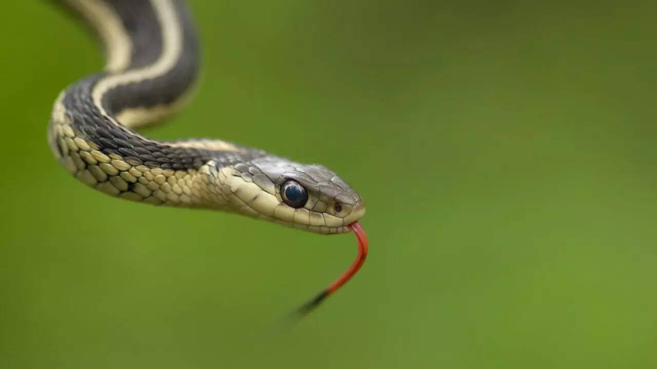 Garter snake vs water snake: Weapons and survival tactics