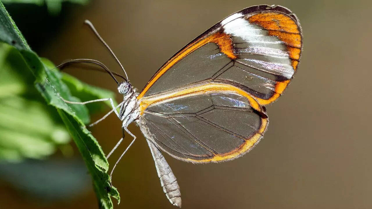 Glasswing butterfly