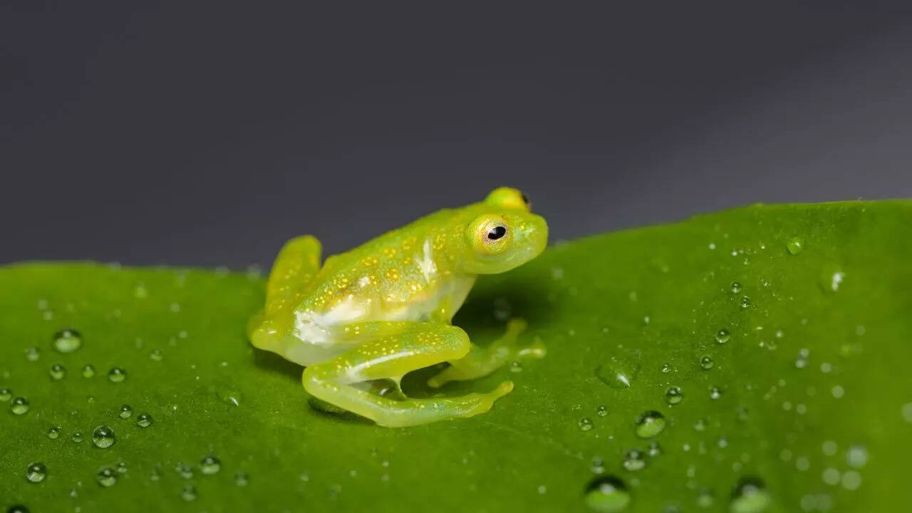 Glass frog