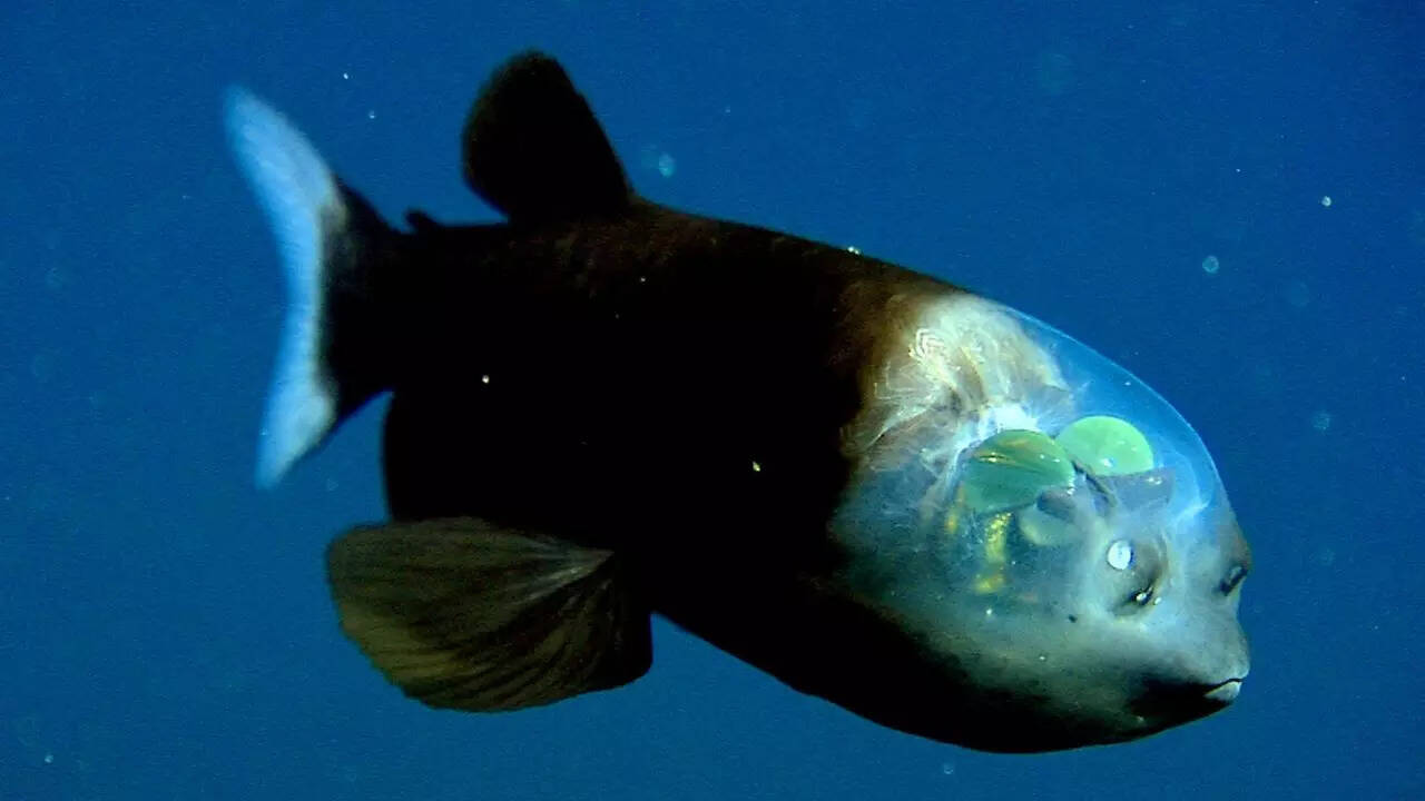 Barreleye fish