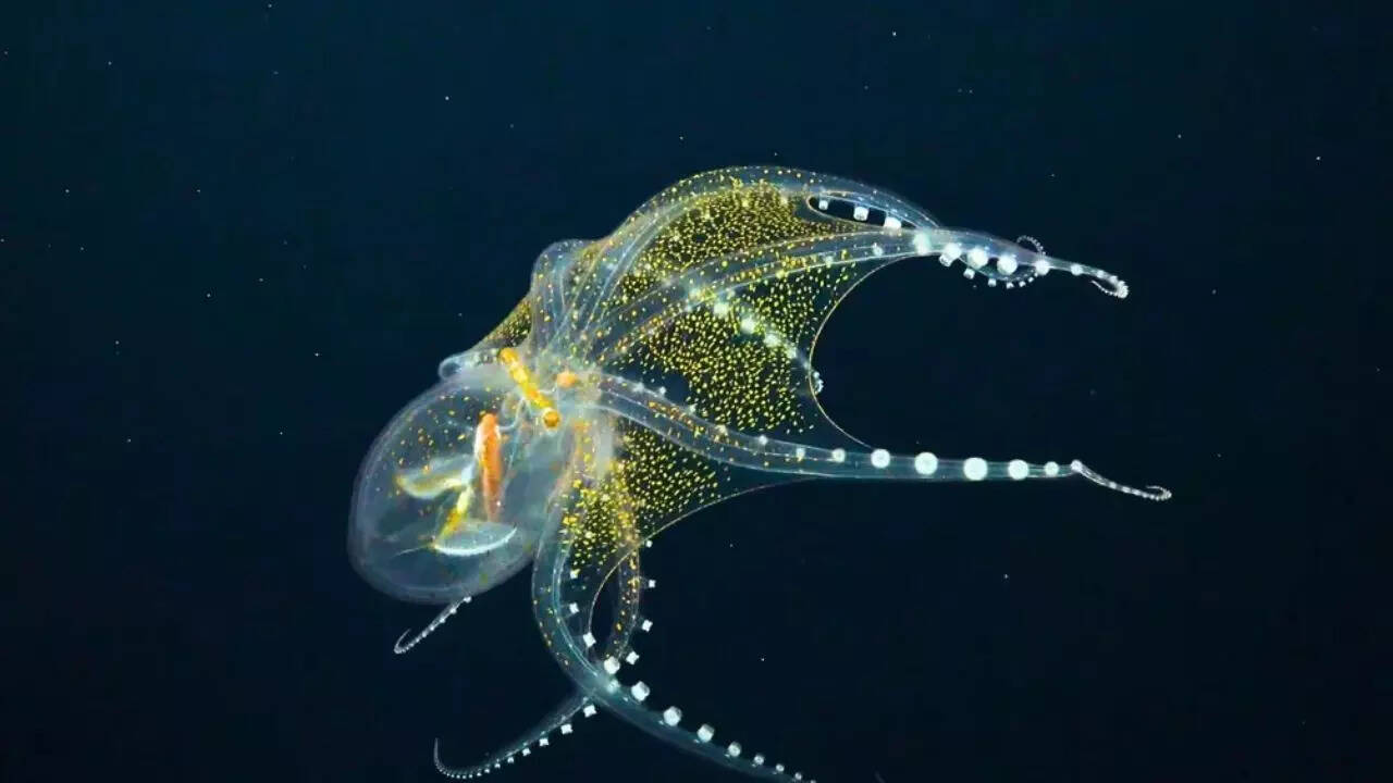 Glass octopus