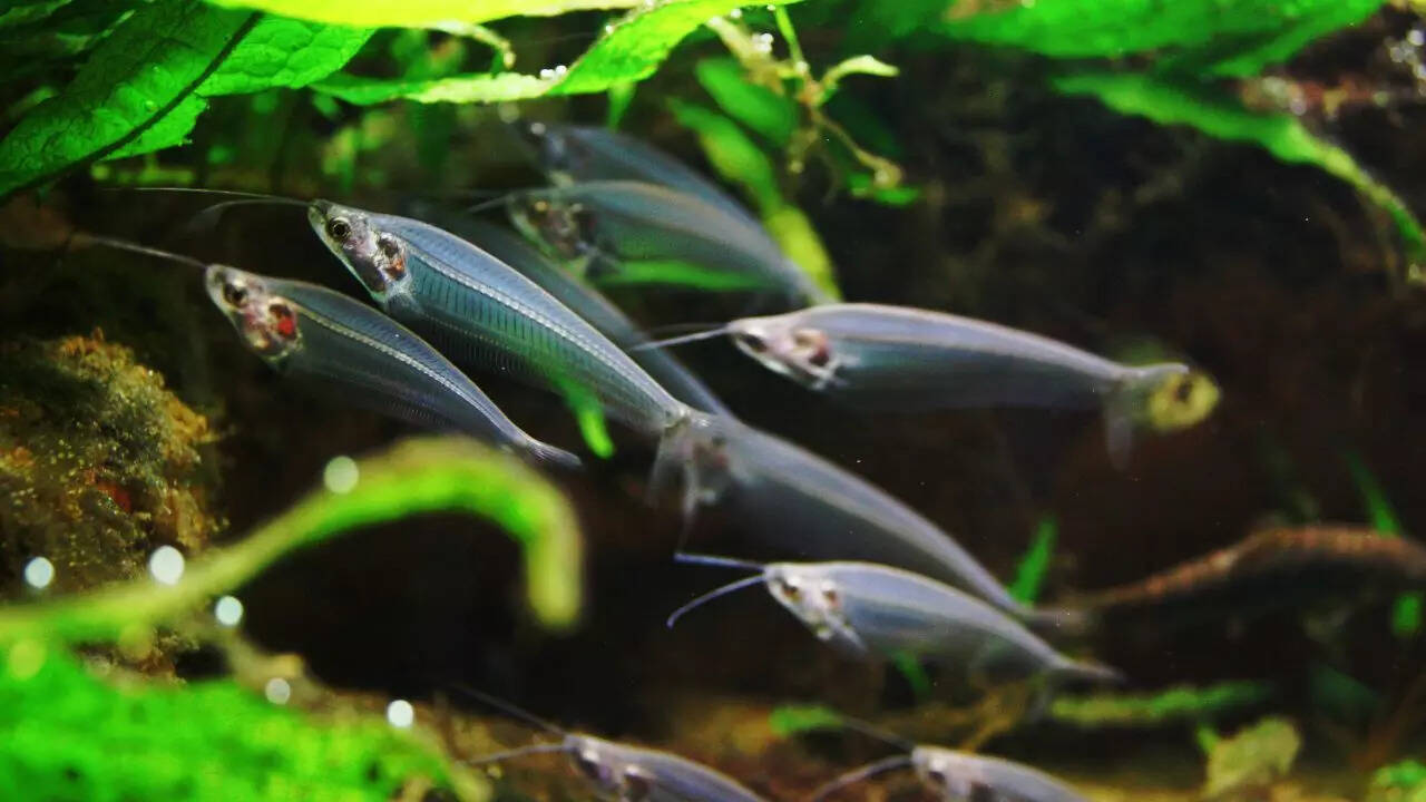 Ghost catfish
