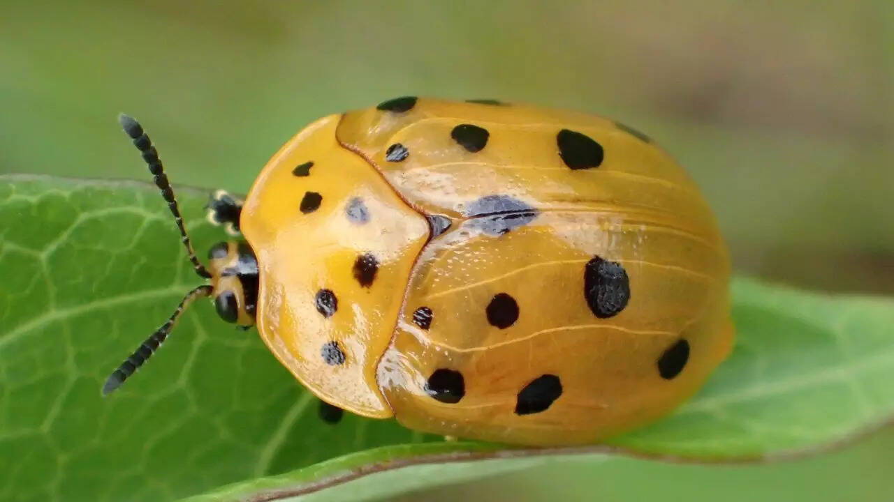 Tortoise beetle