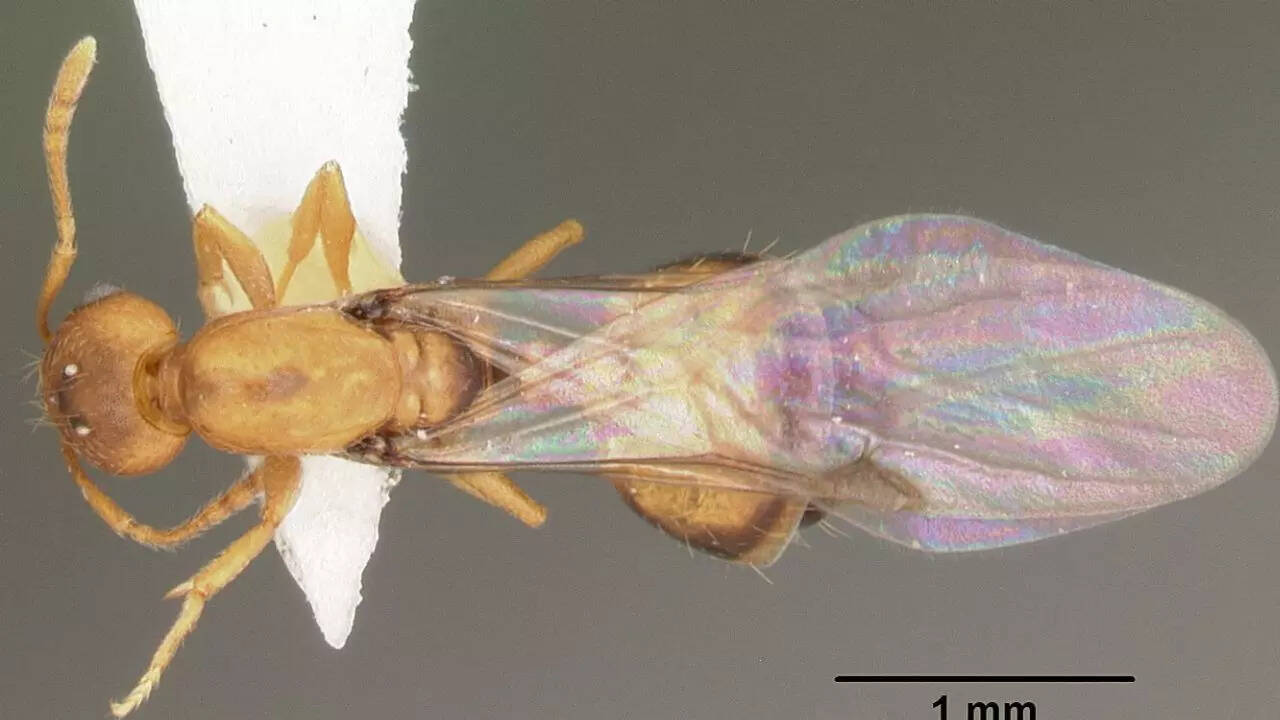 Pharaoh ant