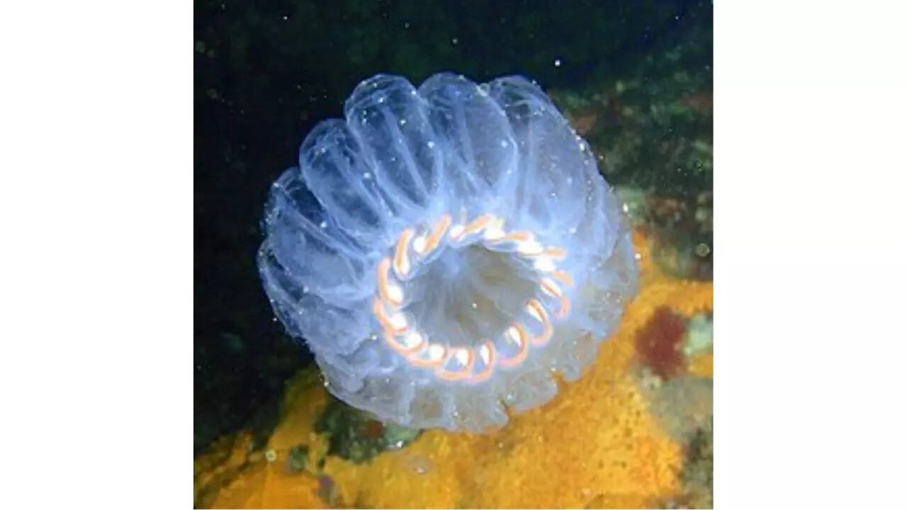 Sea scalp