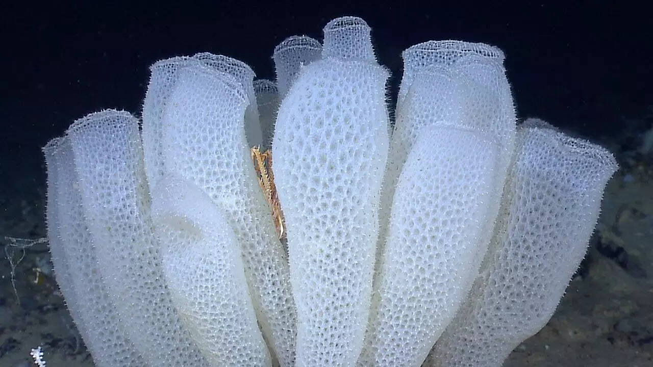 Venus Flower Basket