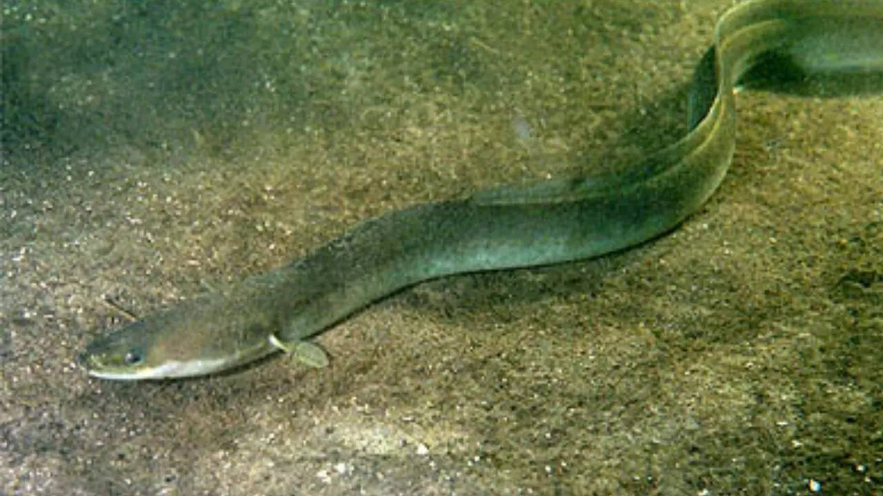 European Eel Larvae