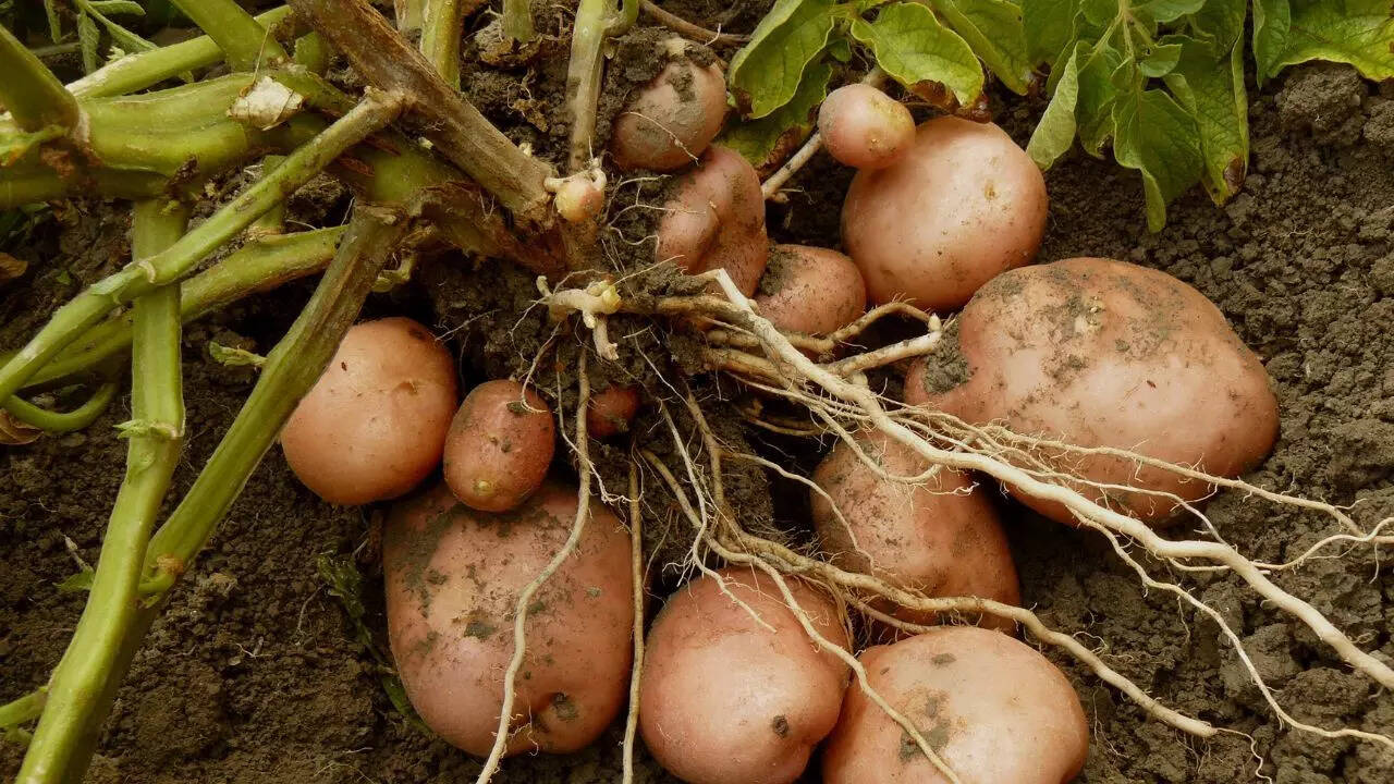 Potatoes