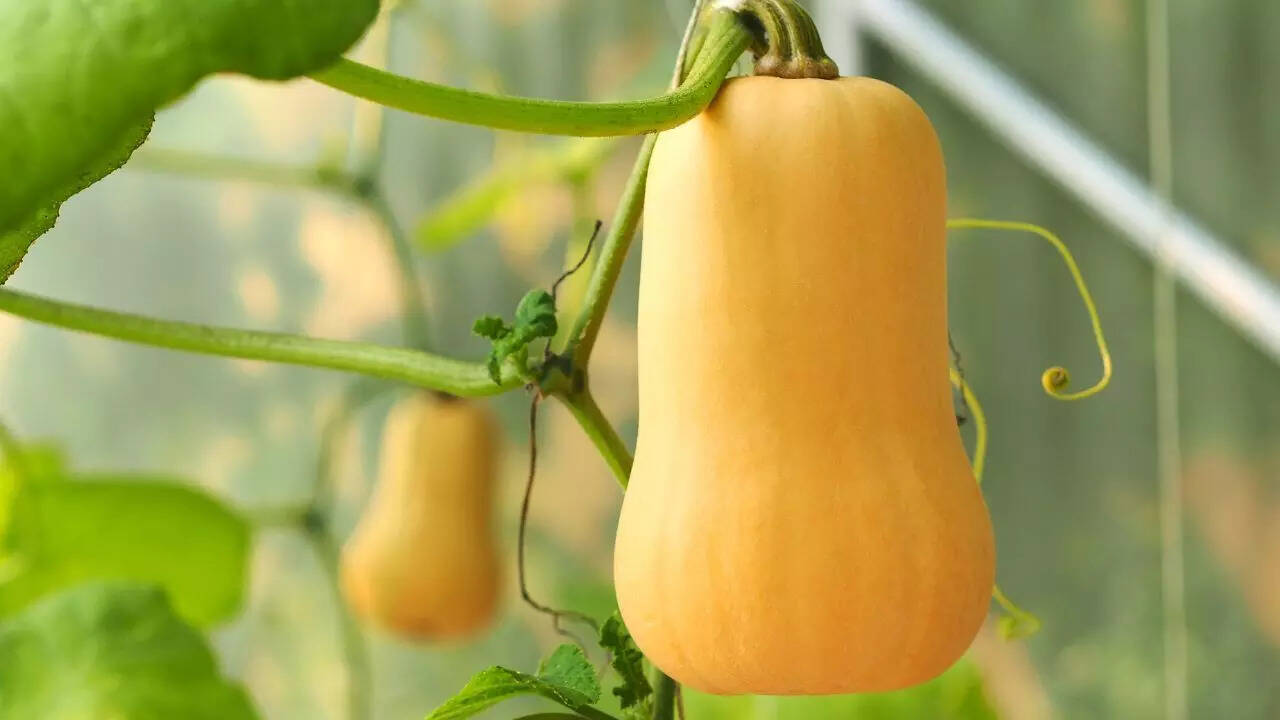 Squash