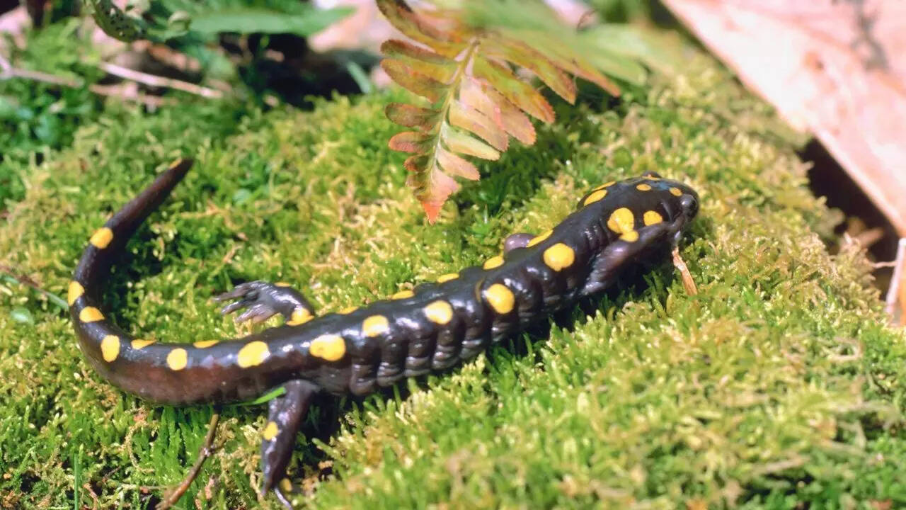 Black-bellied Salamanders