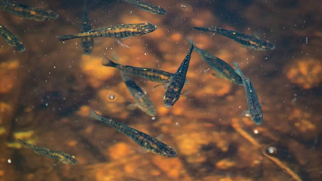 Bluntnose minnows