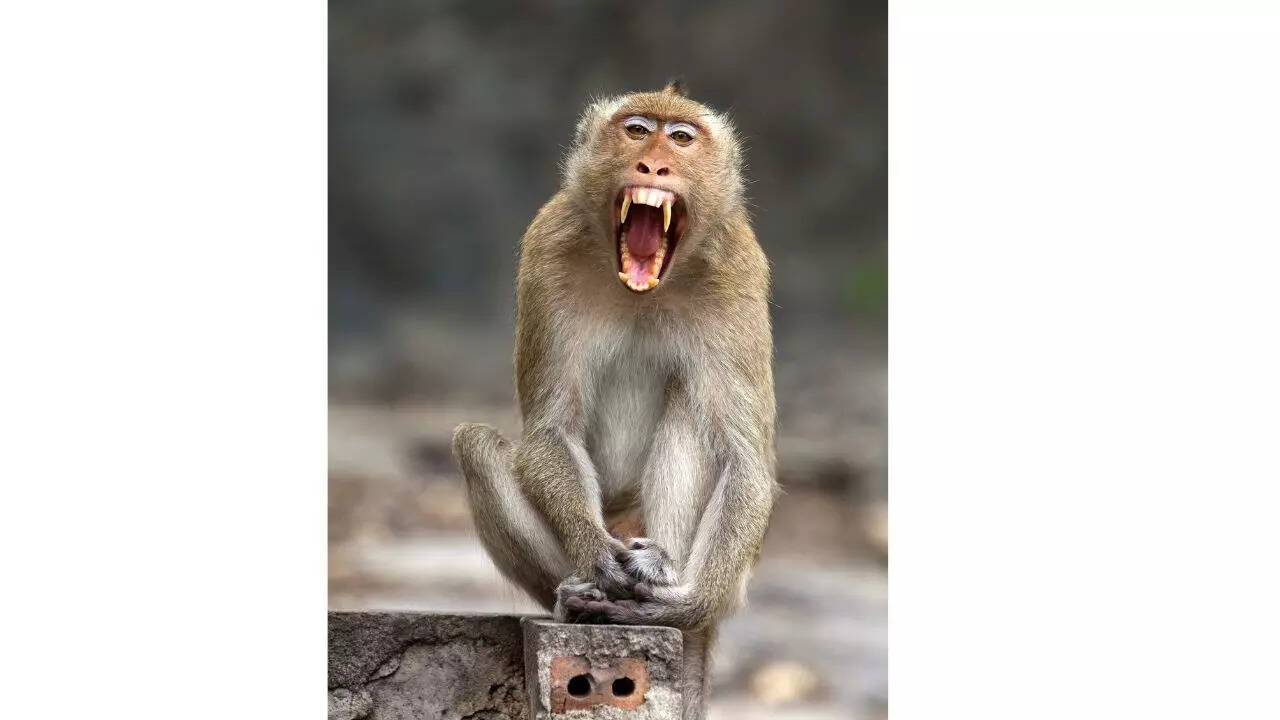 Monkeys