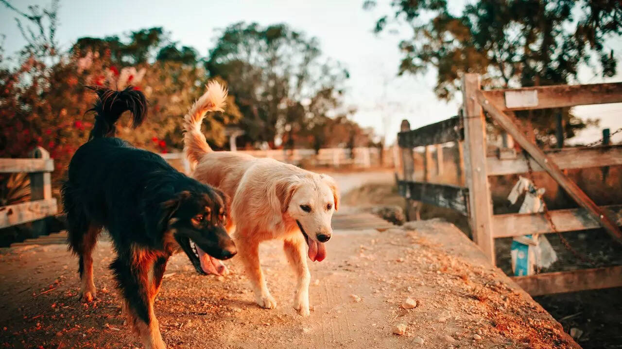 Dogs