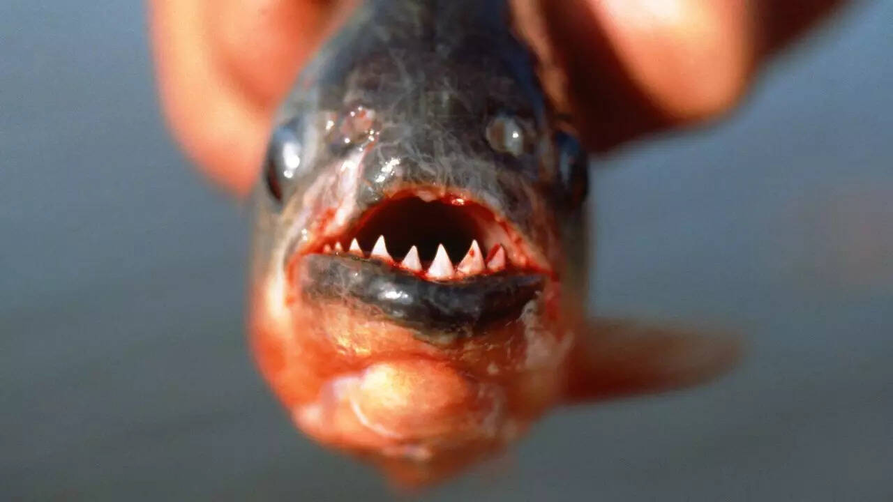 What makes a piranha’s bite so powerful