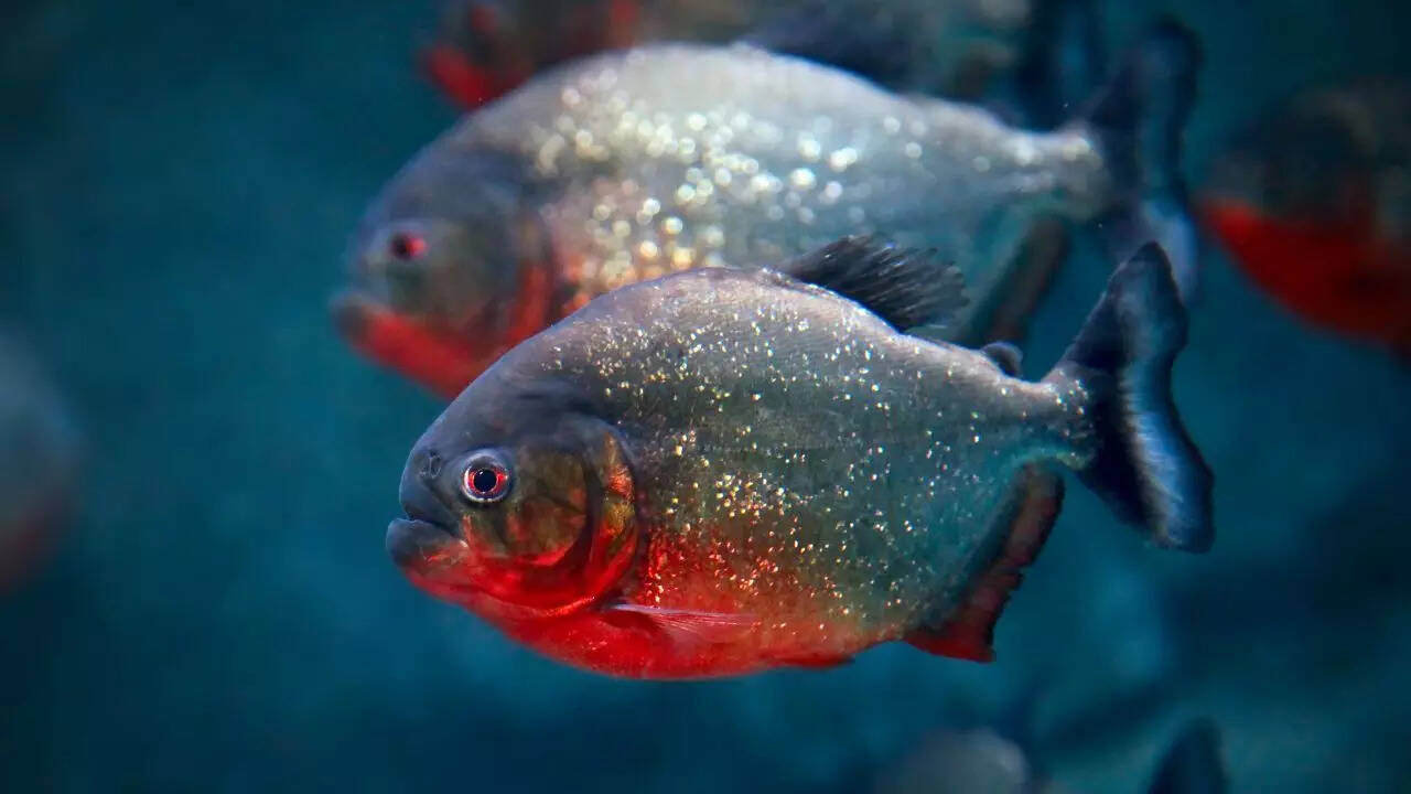 What can piranhas actually bite through