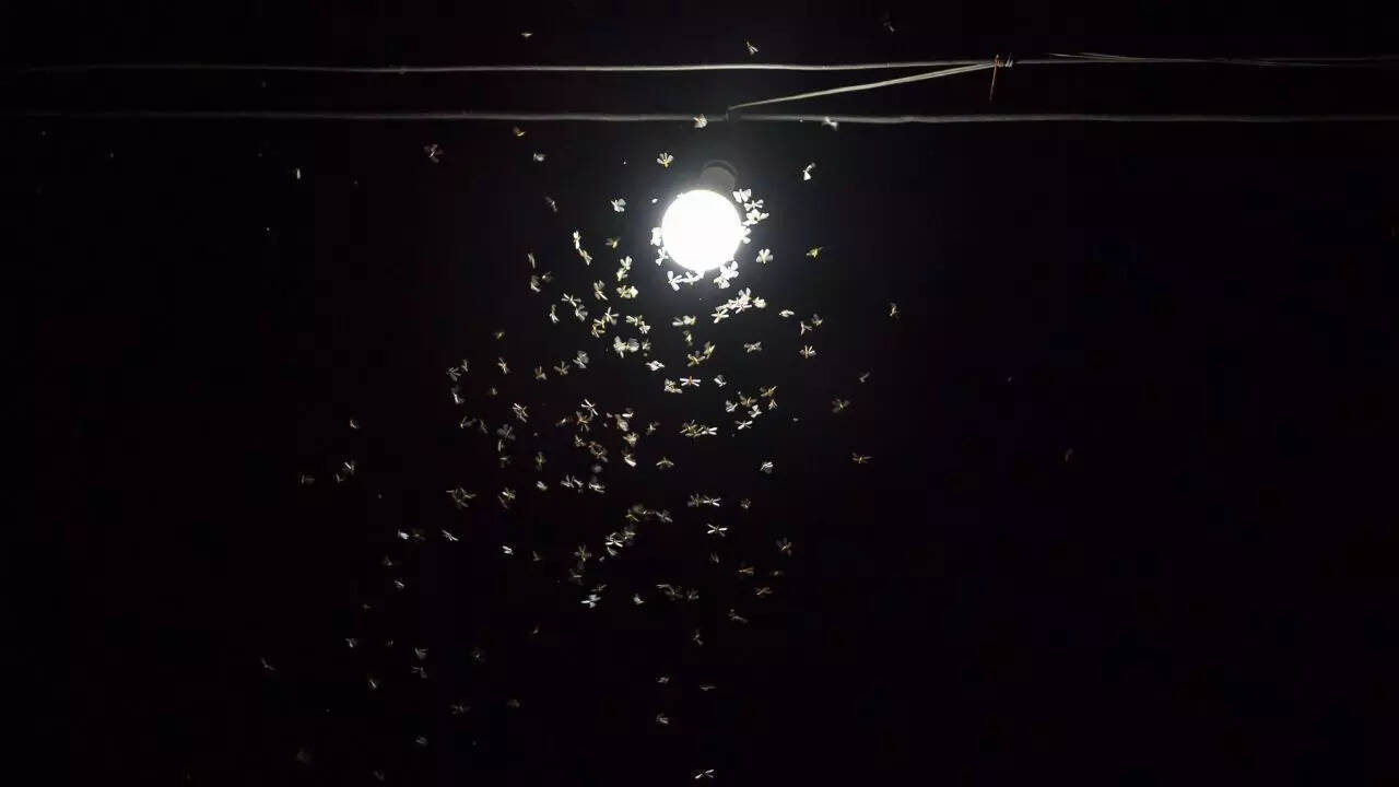 5 simple ways to get rid of insects attracted to light
