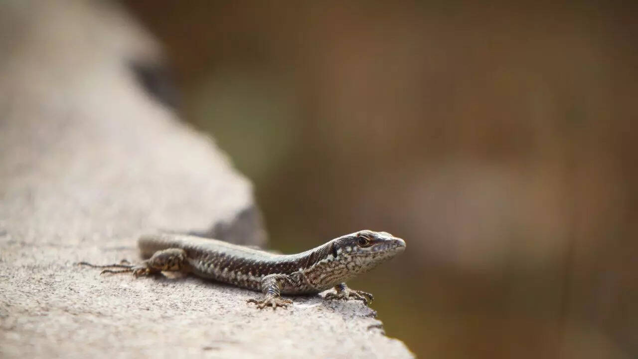 Tail autonomy