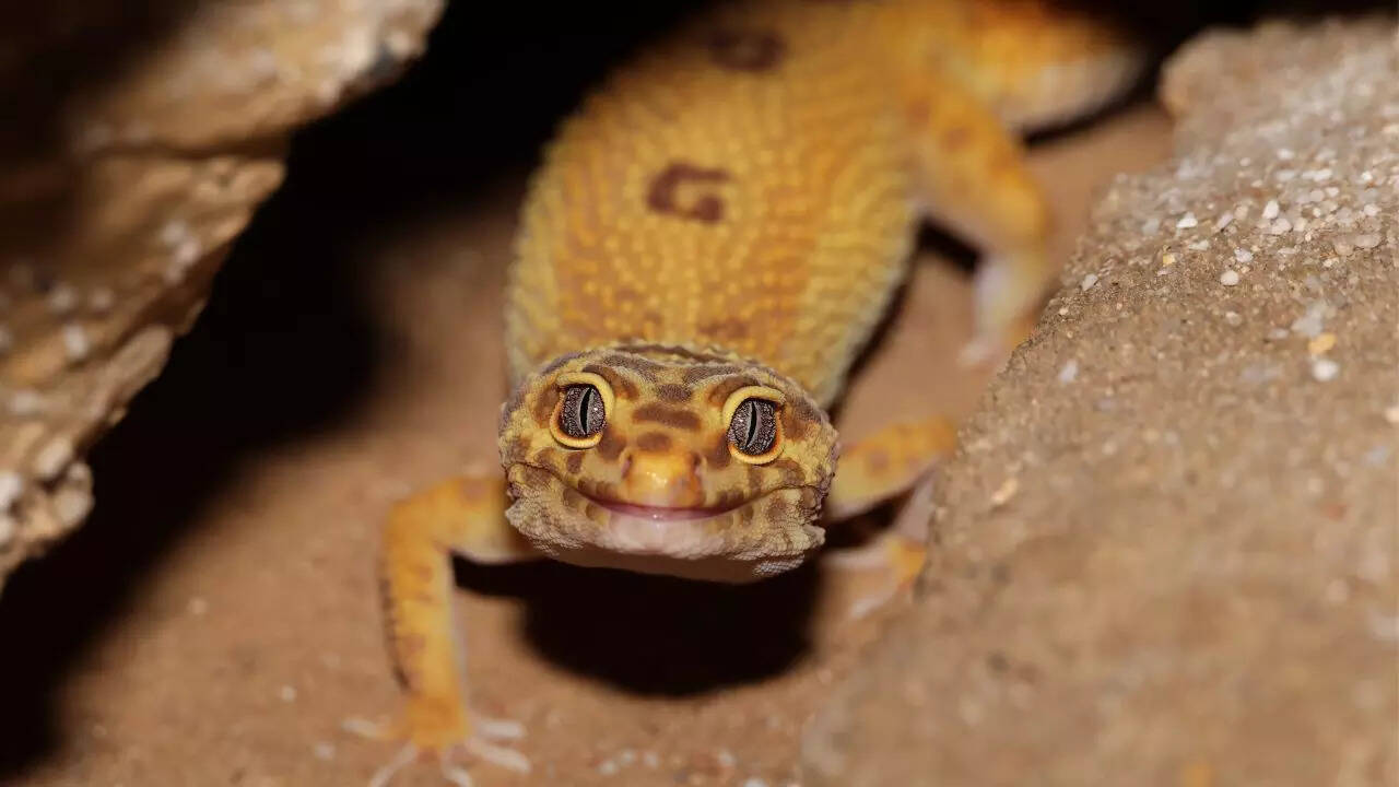 Geckos