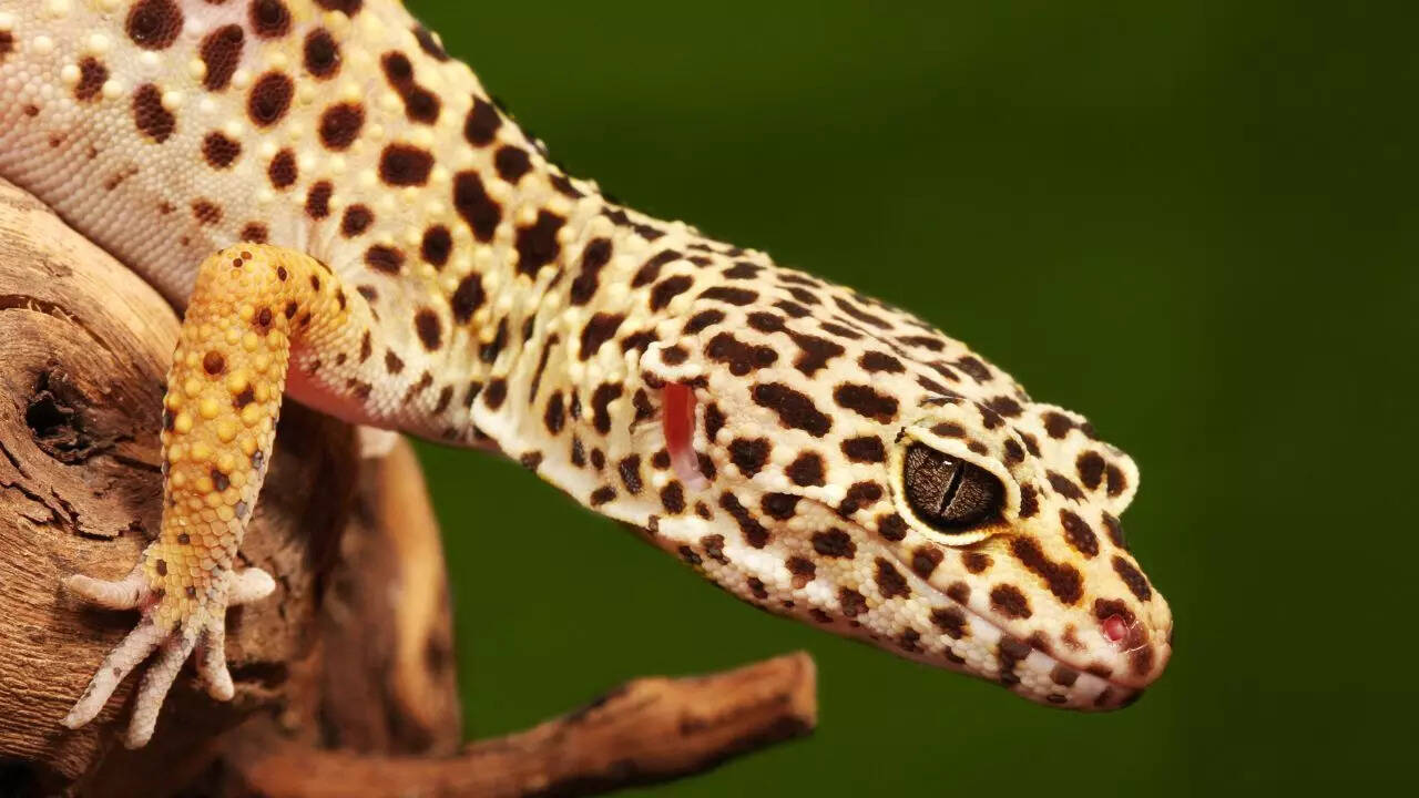 Geckos