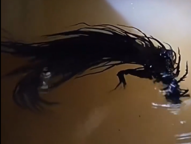 Viral "Venom-Like Meteorite" (Photo:  SkriptkeeperElect @Skriptkeeper1/X)
