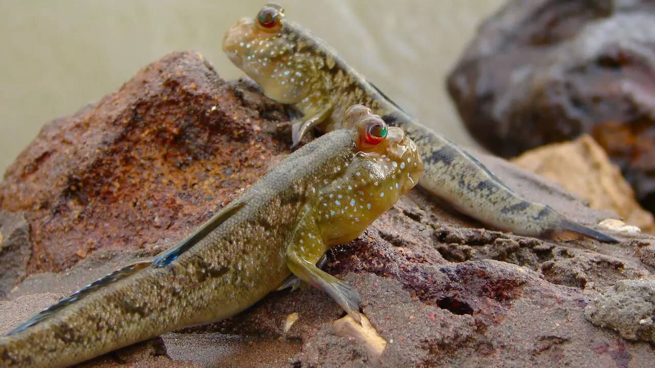 Mudskippers