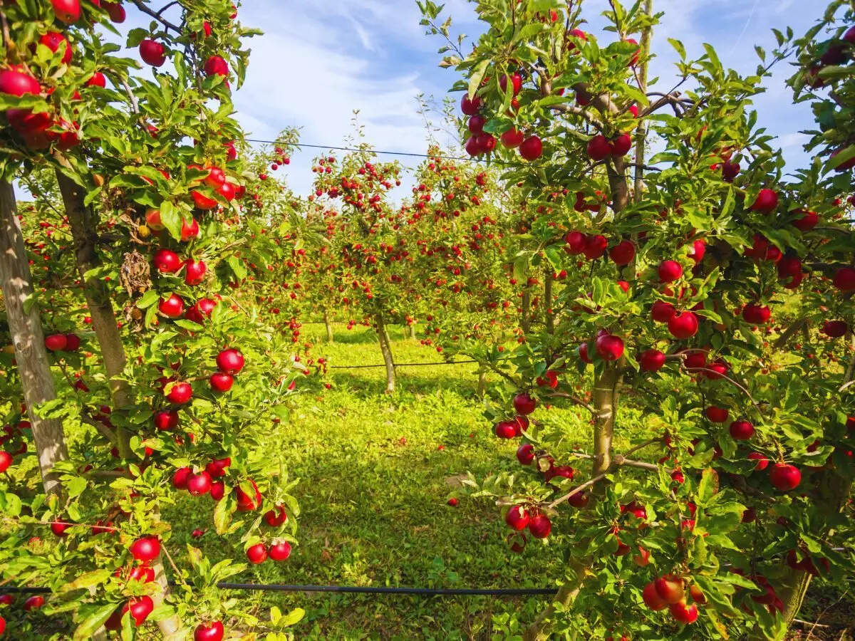 Apples