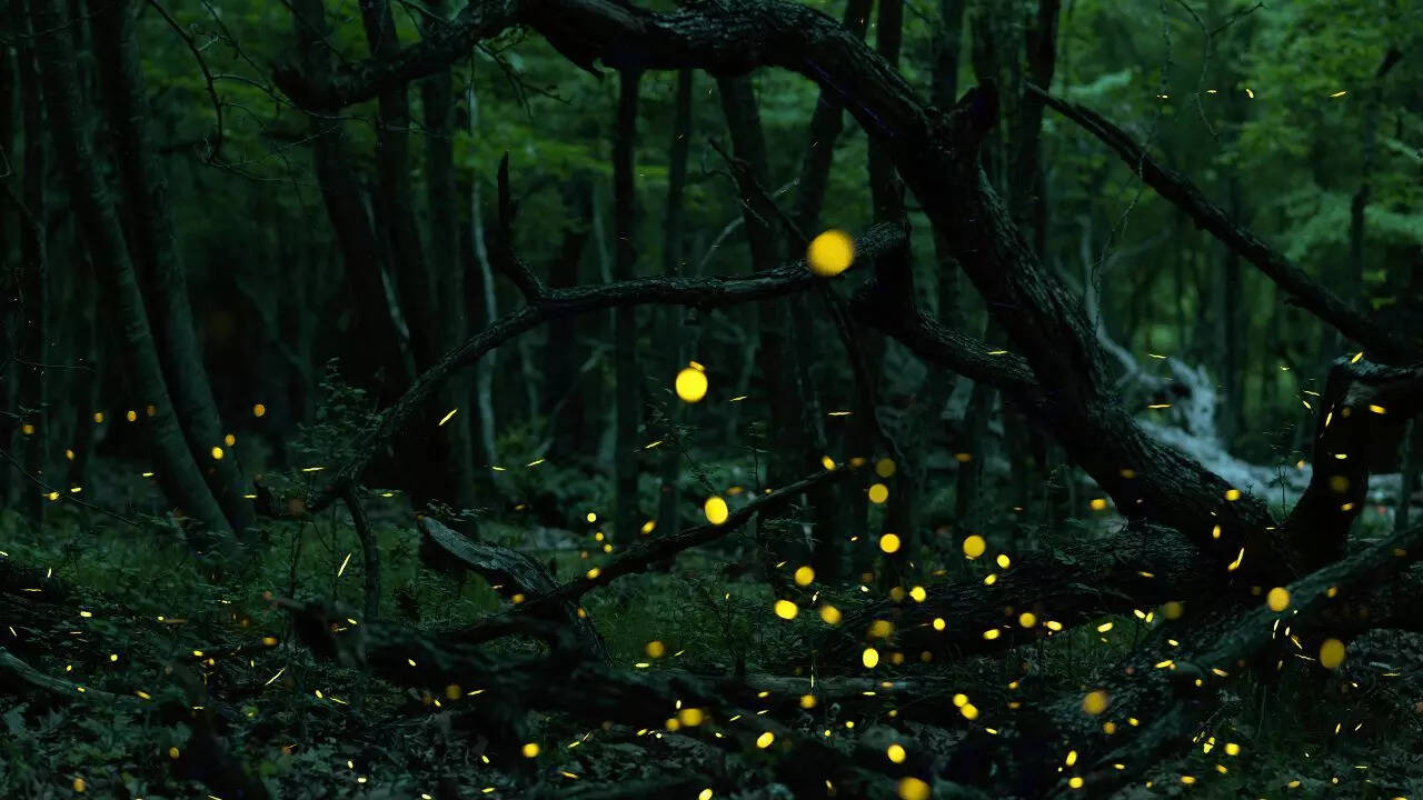 Fireflies