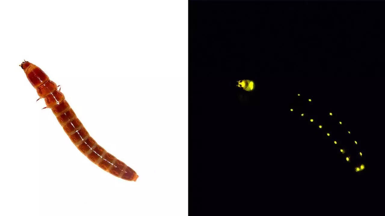 Railroad worms