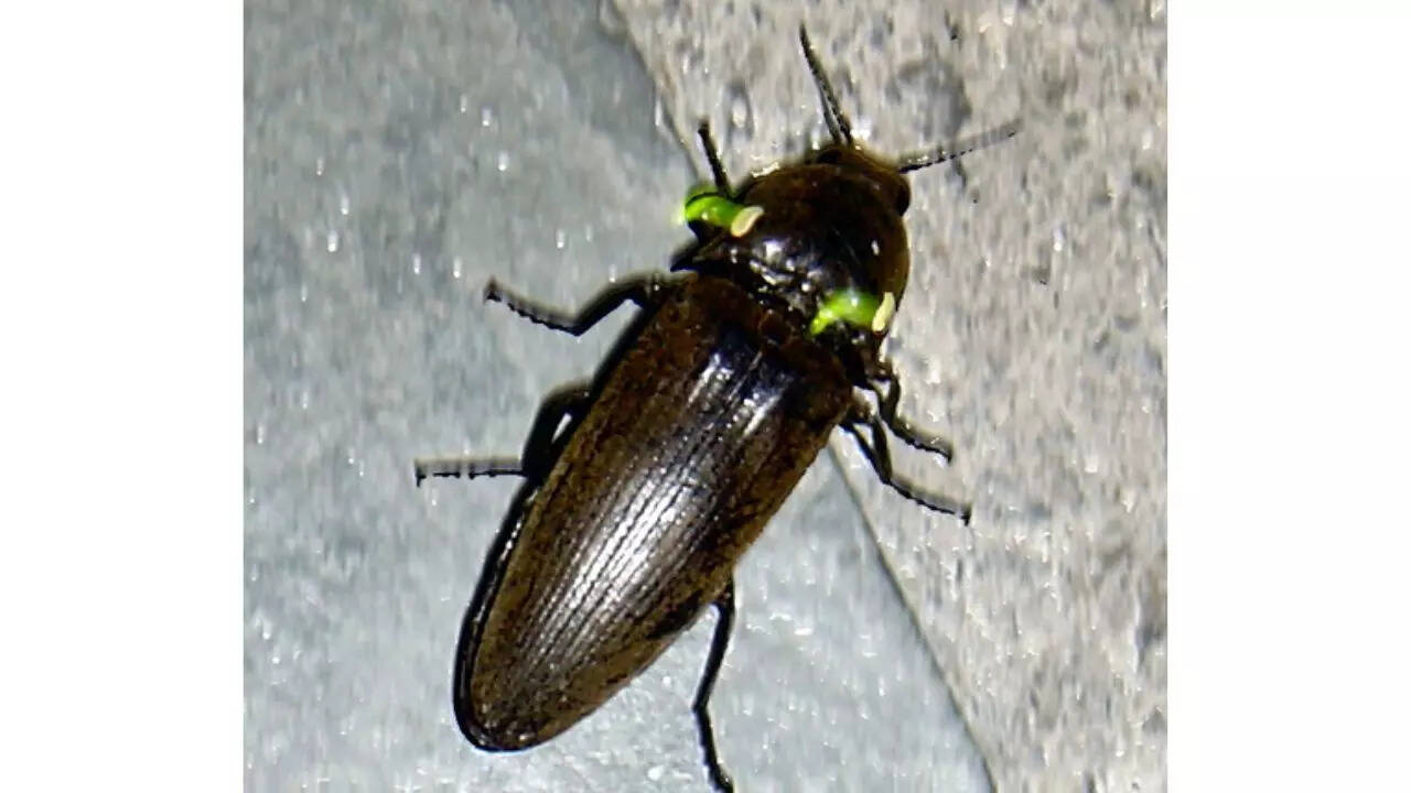 Glowing click beetles