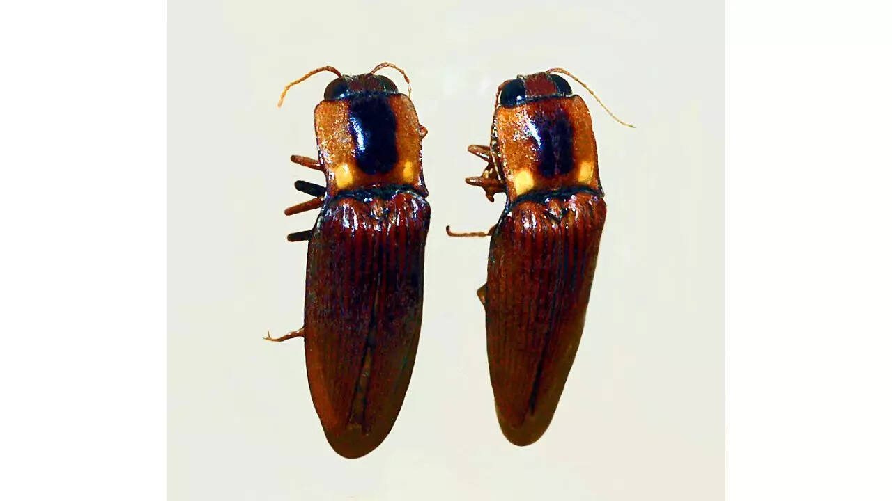 Pyrearinus candelarius