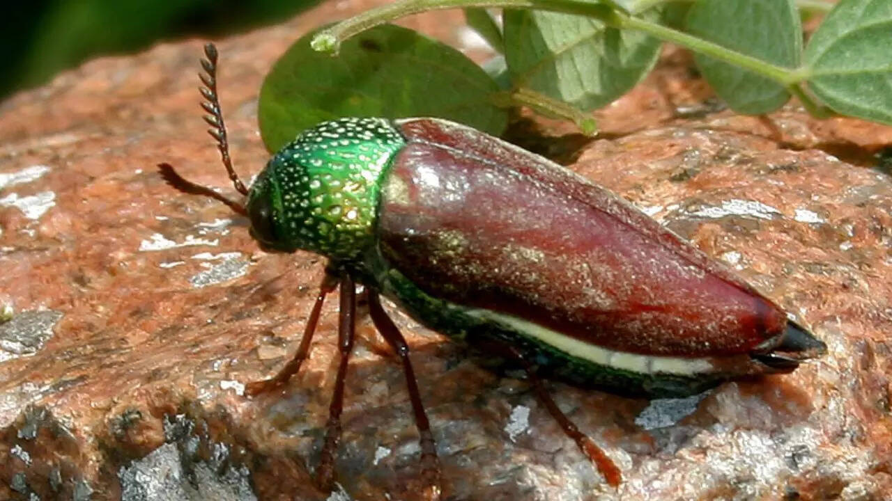 Metallic wood-boring beetles