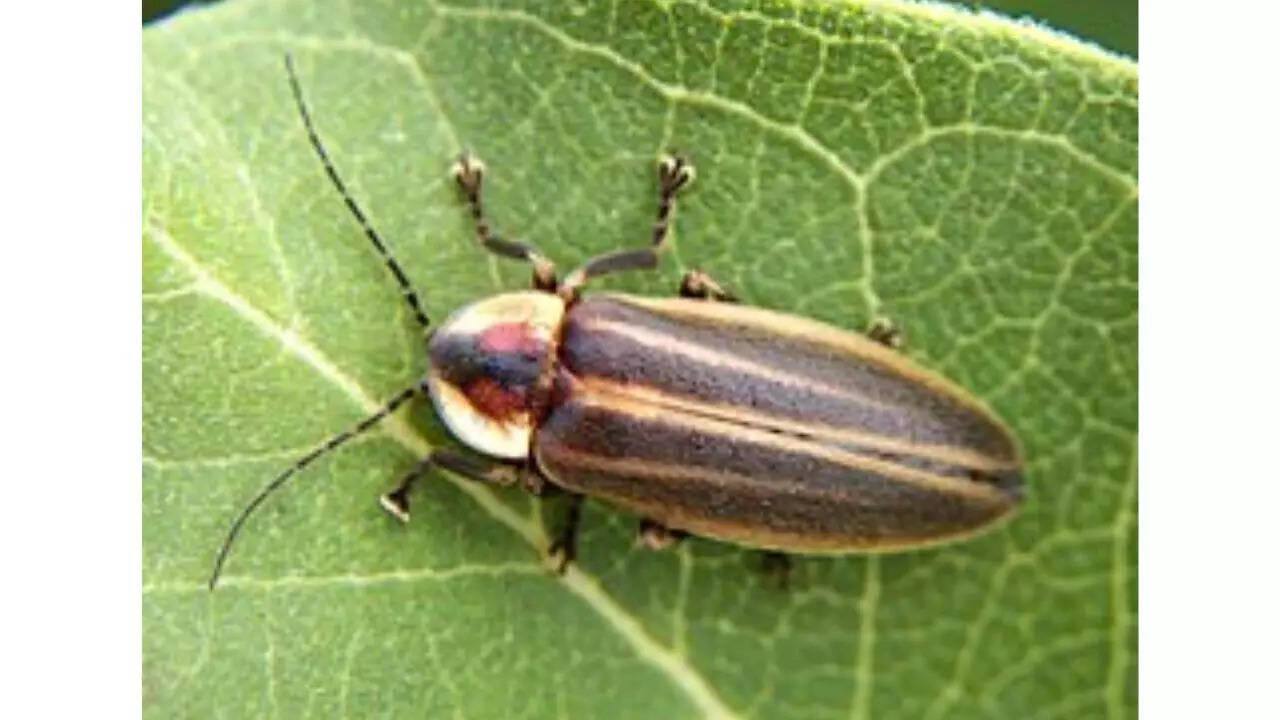 Firefly-mimicking longhorn beetles