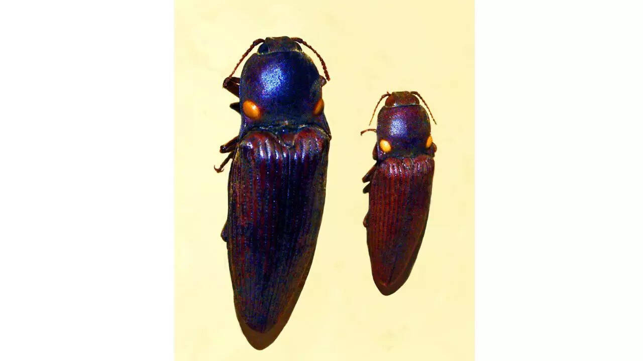 Pyrophorus punctatissimus