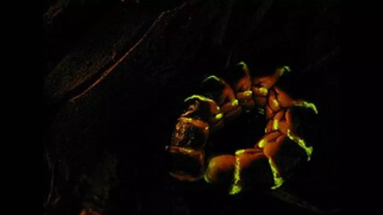 Glowworms