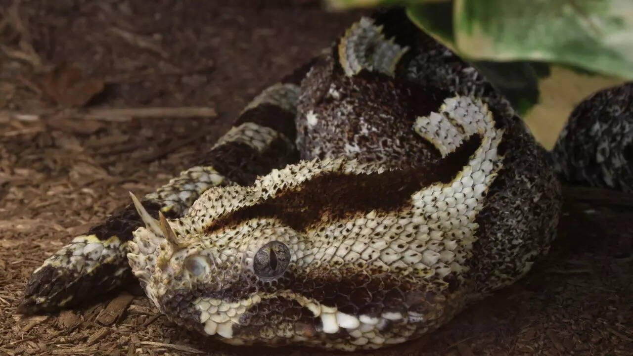 Rhinoceros Viper