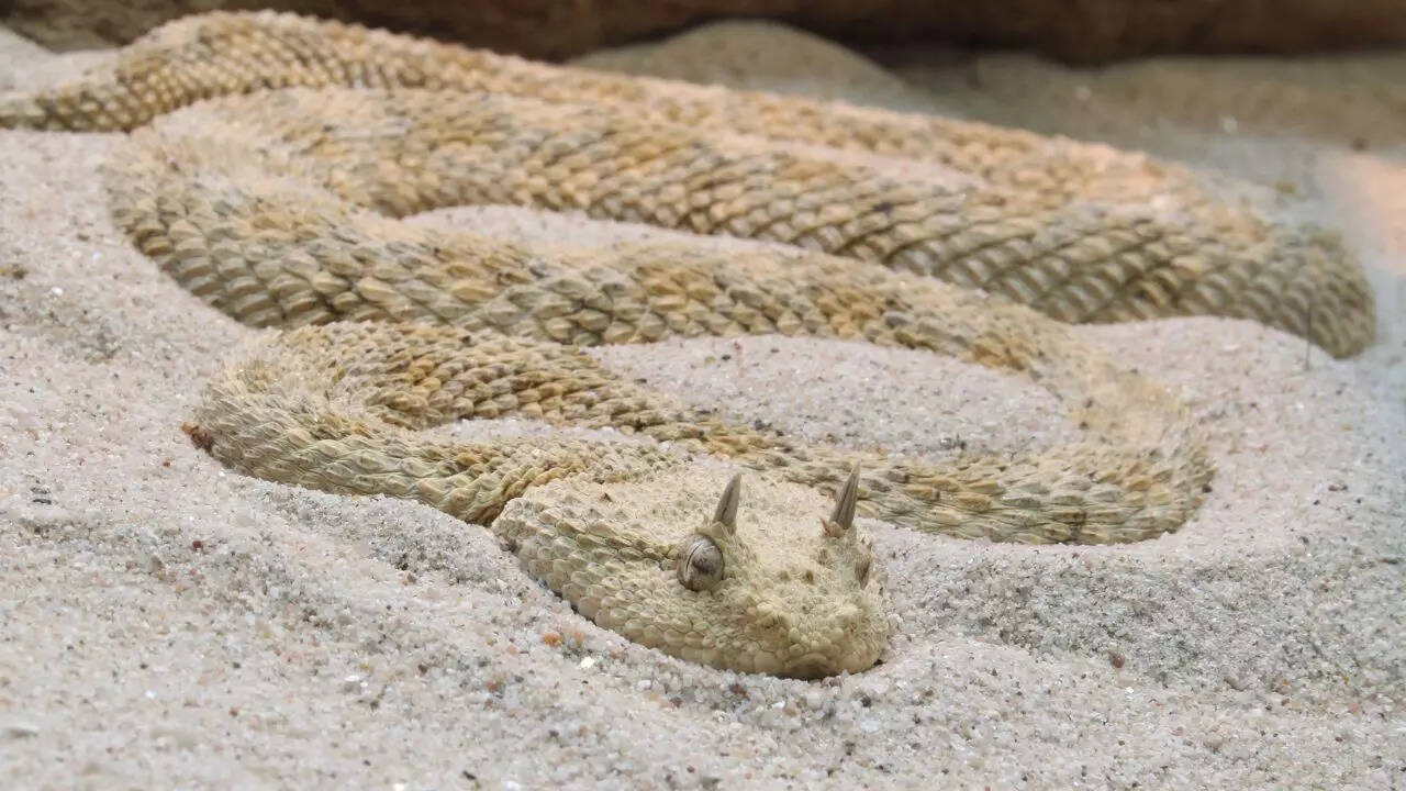 Arabian Horned Viper