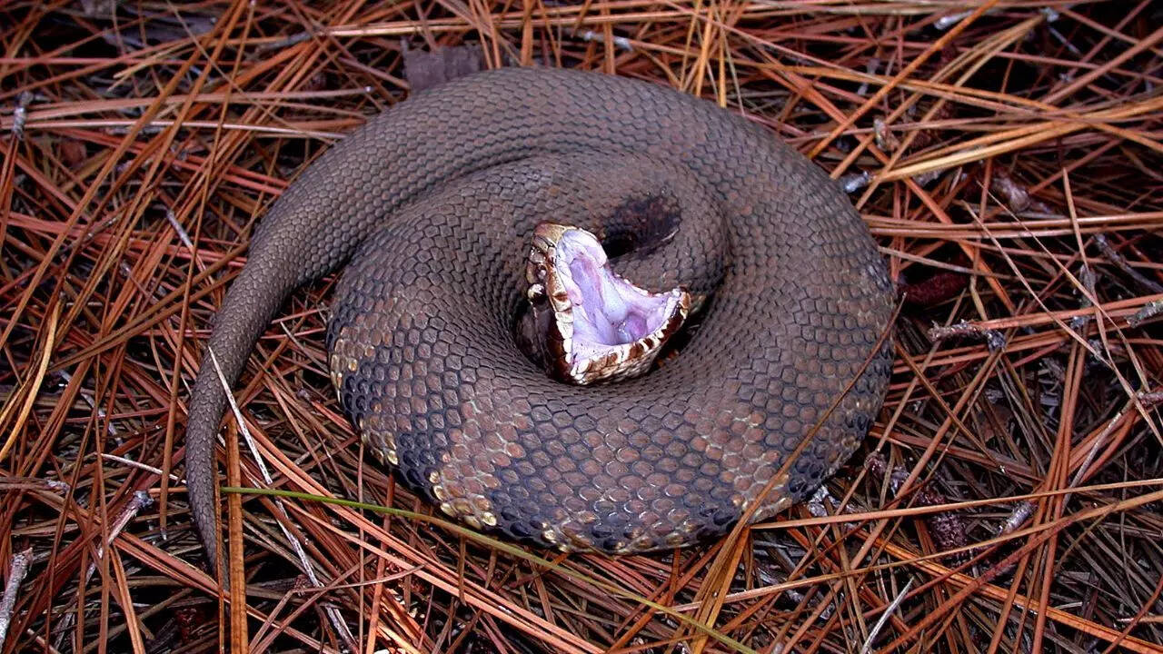 Cottonmouth snake
