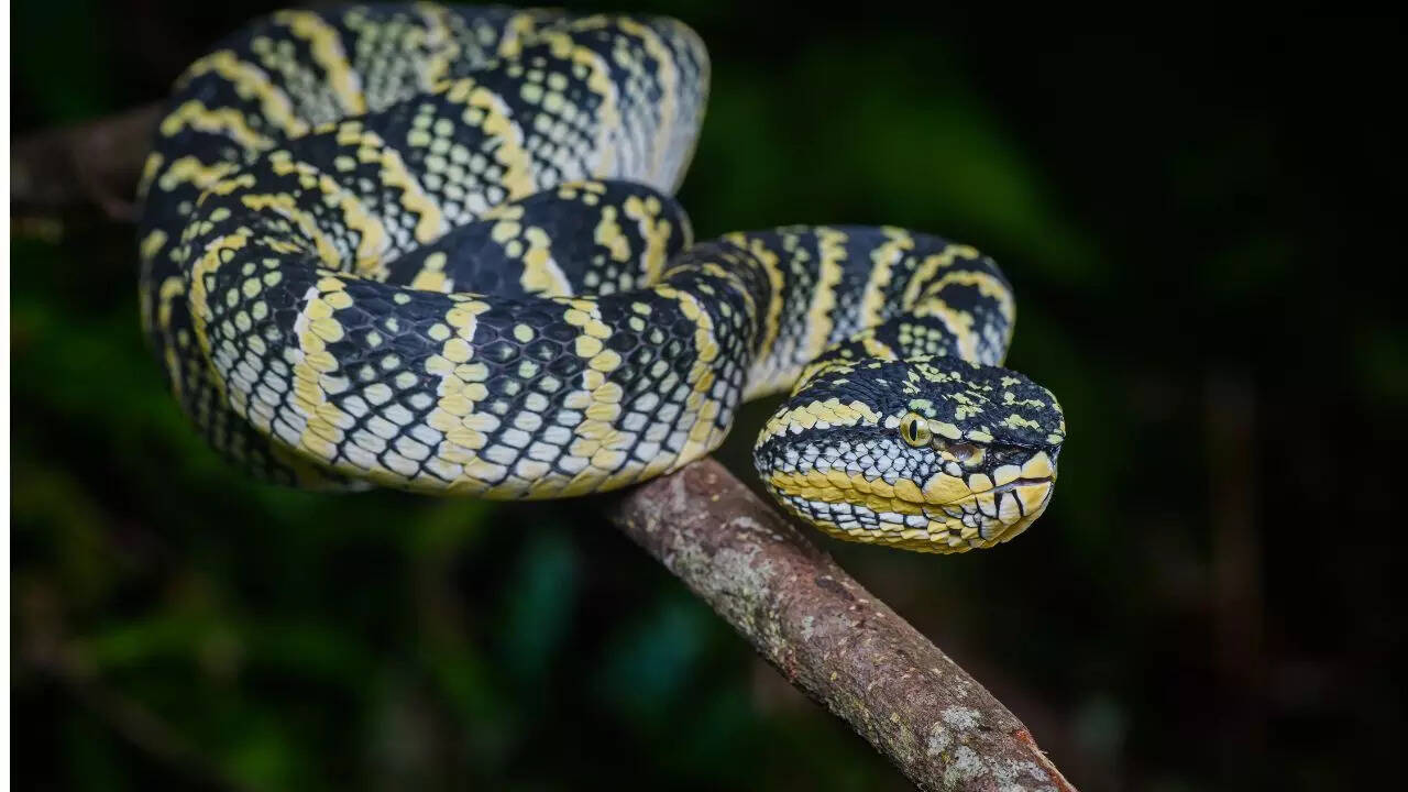 Wagler’s Palm Pit Viper