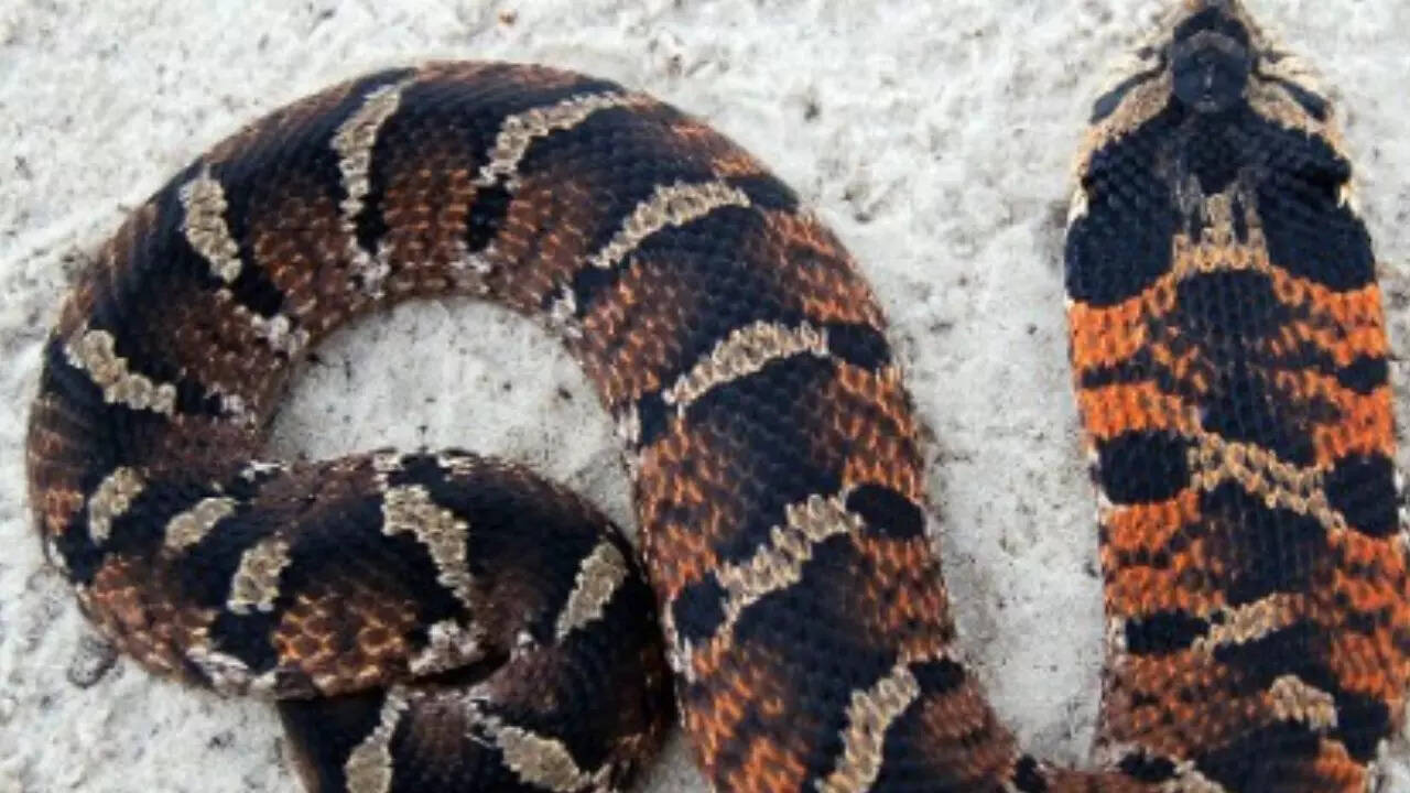 Eastern Hognose Snake