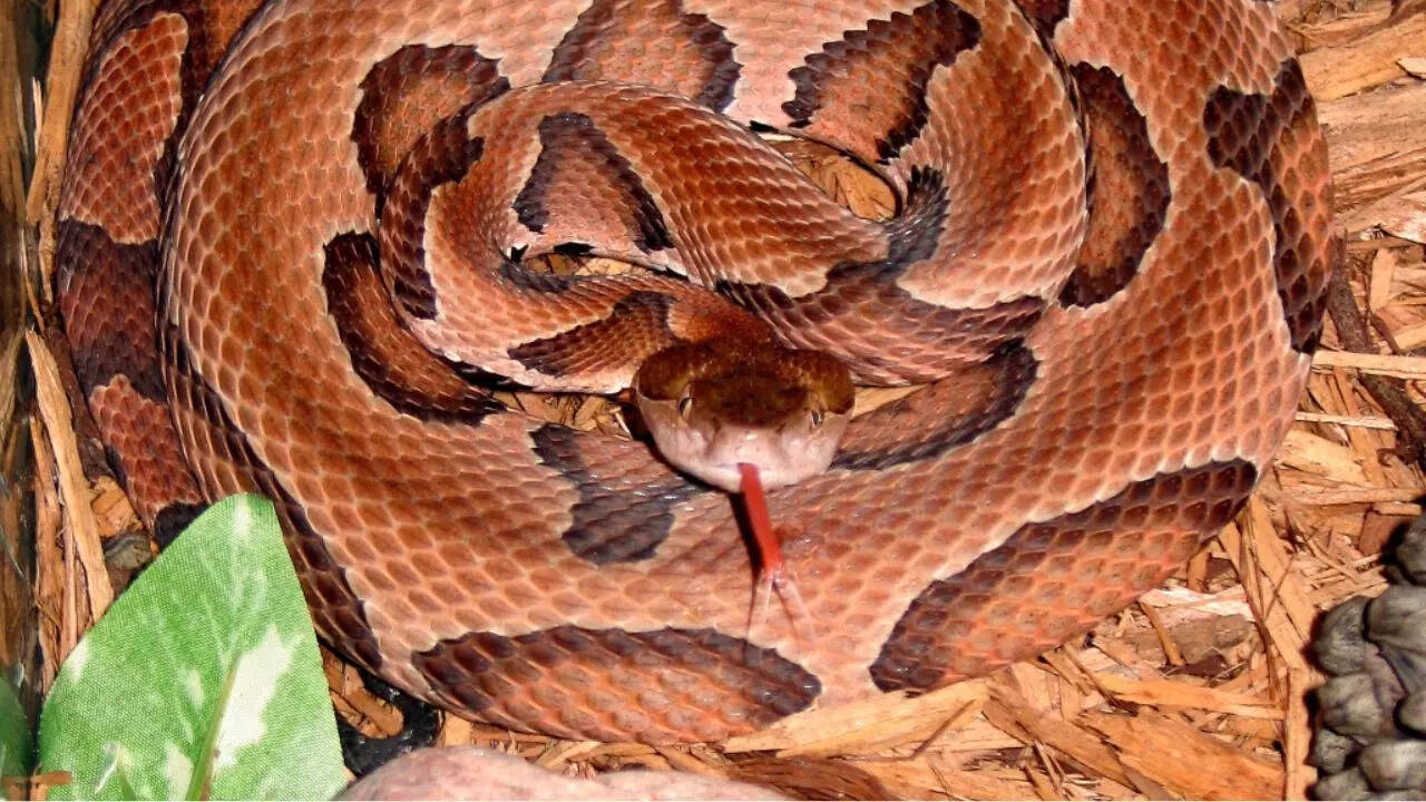 Copperhead Snake