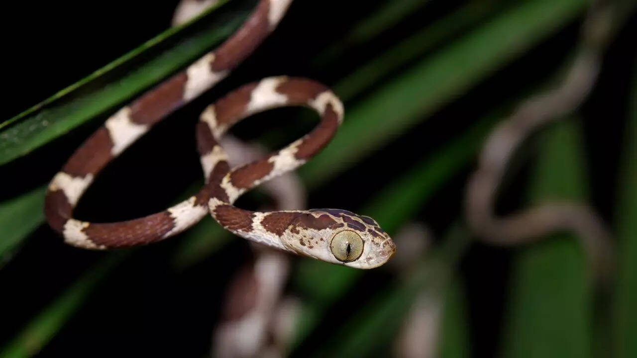 Blunt-Headed Tree Snake