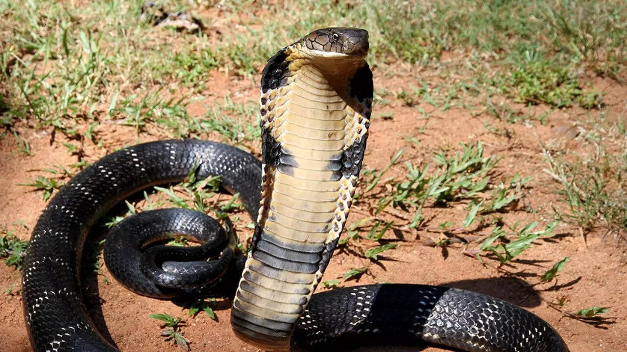 King Cobra